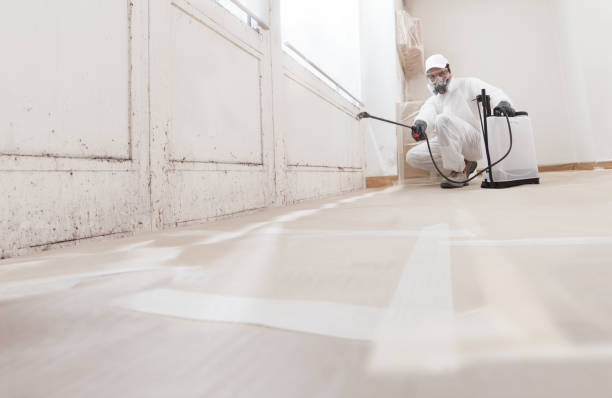 Black mold remediation team in Burgess